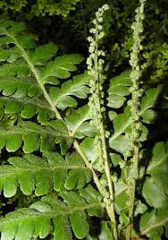 Image result for Mohria vestita