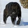 Any dog breed affenpinscher afghan hound africanis airedale terrier akbash akita alapaha blue blood bulldog alaskan klee kai alaskan malamute american bandogge mastiff american bulldog american bully american english. 1
