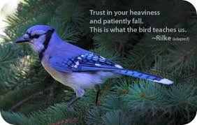 Animal Symbolism Of The Blue Jay Blue Jay Blue Jay Bird Animal Symbolism