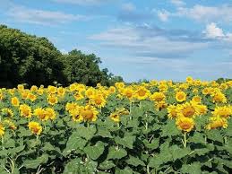 Maybe you would like to learn more about one of these? Sunflower Fields In Michigan 18 Fairytale Fields To Explore Plus Sunflower Mazes Sunflower Festivals Grkids Com