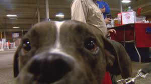 Host to more than 400 events every year, there is something happening here. Indy Pet Adoption Event At Fairgrounds Wish Tv Indianapolis News Indiana Weather Indiana Traffic