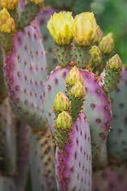 Some are even shaped like snakes or starfish. Yellow Prickly Pear Buds By Saija Lehtonen Cactus Flower Cactus Photography Cacti And Succulents