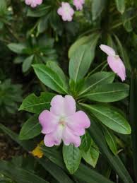 Image result for Impatiens assurgens