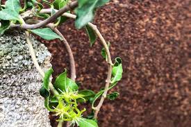 Image result for Fockea multiflora