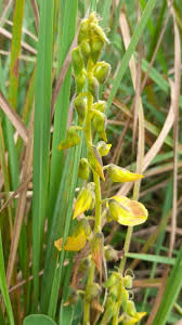 Image result for Crotalaria cupricola