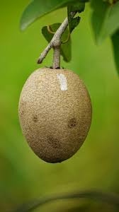 Image result for Manilkara zapota