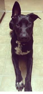 Pitbull Lab Mix Black And Brown Pin On Bentley