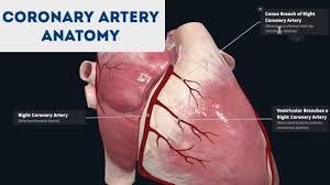 This is the opposite function of veins, which transport blood to the heart. Coronary Artery Anatomy 3d Anatomy Tutorial Youtube