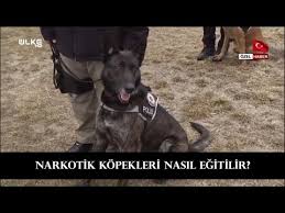Dedektor Kopekler Bulmasin Diye Esrari Isota Sarmis Youtube