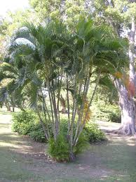Image result for Dypsis lutescens
