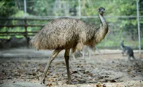 Pin By Jwenil Ferreira On Webbestsites Emu Best Swimmer Predator