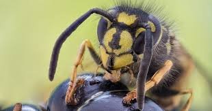 Aggressiv Bosartig Uberflussig Acht Grosse Irrtumer Uber Wespen In 2020 Wespe Aggressiv Tiere