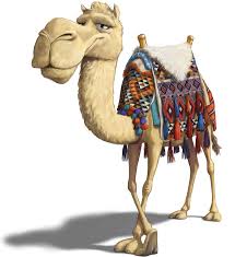 Pin On Camels