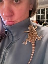 New bearded dragon owners with baby dragons