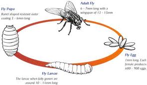Check spelling or type a new query. How Long Do Flies Live Lifespan Of Different Types Of Flies