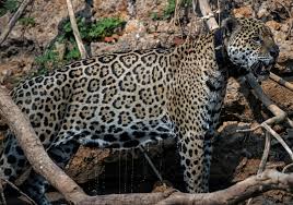 Amazon Deforestation Threatens Jaguars Giant Eagles
