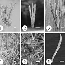 Image result for Eleusine kigeziensis