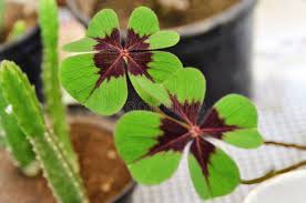 Image result for Oxalis tetraphylla