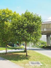 Image result for Trisetopsis milanjianum