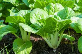 Check spelling or type a new query. How To Grow Chinese Cabbage Harvest To Table
