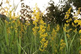 Image result for Galium verum