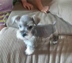 Check spelling or type a new query. Cuteness Miniature Schnauzer Puppies Schnauzer Puppy Cute Dogs