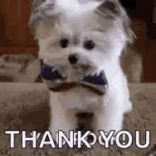 Thank you pug puppy dog blank note card. Cute Puppy Thank You Gifs Tenor