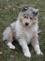 A smooth collie is a medium sized dog, balanced and versatile, generally healthy and long living, of high intelligence and stable temperament. Blue Merle Rough Collie Pup At 6 Weeks Collie Puppies Shetland Sheepdog Blue Merle Puppies Breeds