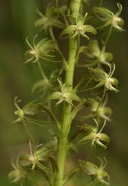 Image result for Habenaria disparilis