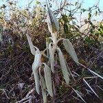 Image result for Solanecio cydoniifolius