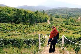 Lps breakfast kami teruskan perjalanan ke rumah terbalik, kg telibong tamparuli.tepi jalan utama je. Fatin Sihan On Twitter Ladang Teh Sabah Expectation Mesti Cantik Macam Ladang Teh Kat Cameron Nak Makan Scones Dia Reality Ladang Teh Dia Kurang Subur Mungkin Sebab Cuaca Agak Panas Time Tu Scones Dia 3 5 Https T Co Cip5lkbwxk