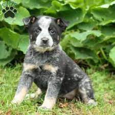 You should be able to expect something similar from a blue heeler mix. Blue Heeler Puppies For Sale Greenfield Puppies