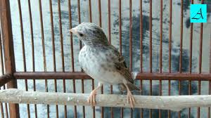 Mimif miftahudin vor 10 monate +1. Sanger Gacor Untuk Masteran Dan Pancingan Burung Sanger Muda By Bagus Galih Ap