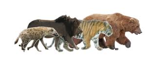 Kodiak Bear Vs Bull Guar In Animal Vs Animal Forum Kodiak Bear Bear Vs Bull Brown Bear