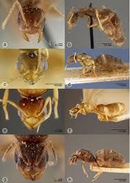 Image result for Brachythrix