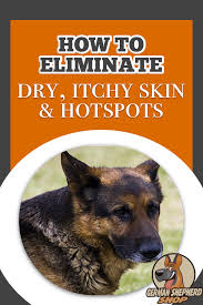 How To Eliminate Dry Itchy Skin And Hot Spots German Shepherd Itchy Skin German Shepherd Rescue