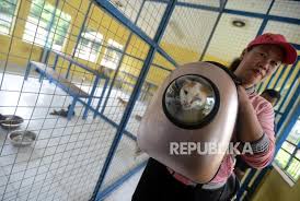 Mengapa sebaiknya anda tidak lagi menyukai kucing tirto id. Jangan Namakan Hewan Anda Dengan Nama Manusia Ini Alasannya Republika Online