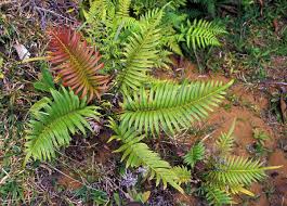 Image result for Blechnaceae