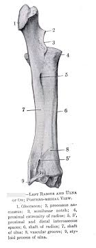 Bone In Forearm Radius And Ulna Gross Anatomy Mishra Vet Anatomy
