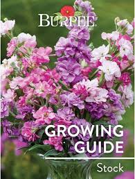 Space seedlings or nursery plants 10 to 15 inches apart, and plant at the same level they were growing in their pots. Learn About Stock Burpee