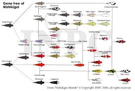 Feel free to share your tips on breeding betta fish. Kianmeng Org Umt Mooc Ornamental Fish Culture Topic 6 Ornamental Fish Breeding Selective Breeding