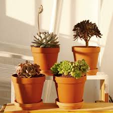 5 out of 5 stars. Buy Large Terra Cotta Pots With Saucer 4 Pack Large 6 Terra Cotta Plant Pot With Drainage Hole Flower Pot With Tray Terracotta Pot For Indoor Outdoor Plant Online In Indonesia B083gjfw8y