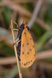 Image result for Setina roscida