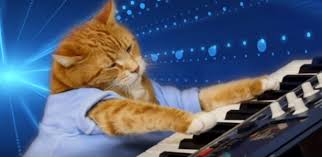 Bento O Gato Do Keyboard Cat Morreu Veja Mais Noticias Em Tec 19 03 2018 Uol Tilt