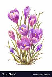 Watercolor Saffron Or Crocus Isolated On White Vintage Illustration Download A Free Preview Or High Quality Adobe I Flower Drawing Flower Art Flower Painting
