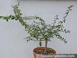 Citronnier Caviar Culture D Un Agrume Aux Citrons Exceptionnels En 2020 Citronnier Caviar Citron Caviar