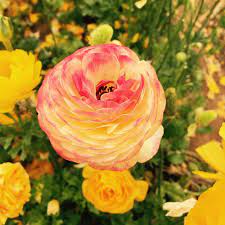 The Best Time To Visit The Flower Fields In Carlsbad Carlsbad Flower Fields Flower Field Flowers