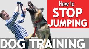 How do you teach a puppy not to jump? Does Your Dog Jump On Everyone Here S What To Do Youtube