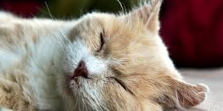 Comment Savoir Si Mon Chat Est Malade 10 Symptomes A Surveiller