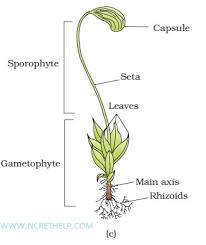 23 Thorough Plant Kingdom Classification Chart For Kids